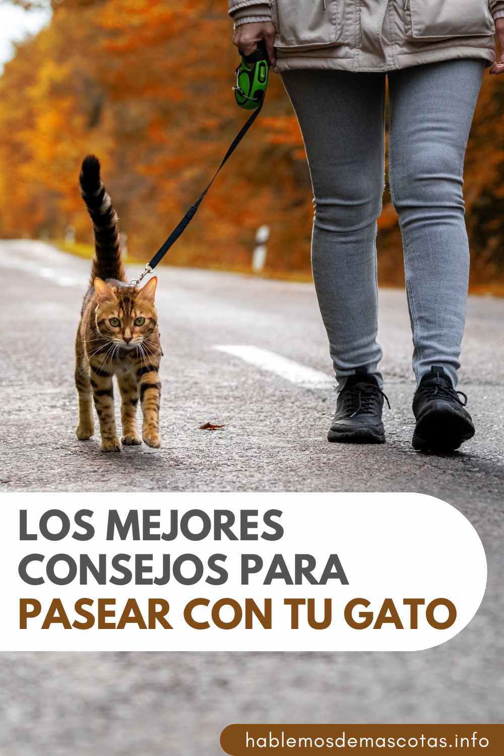 Los Mejores Consejos para Pasear con tu Gato