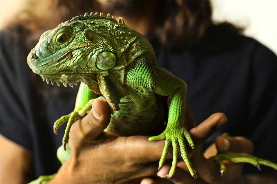 Manipulación de la iguana