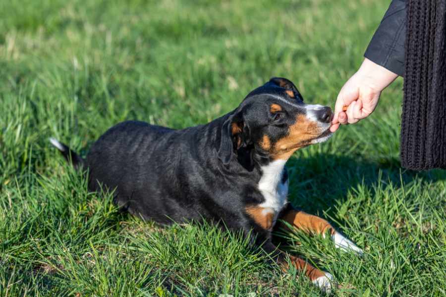 Técnicas para enseñar nuevas habilidades a perros mayores