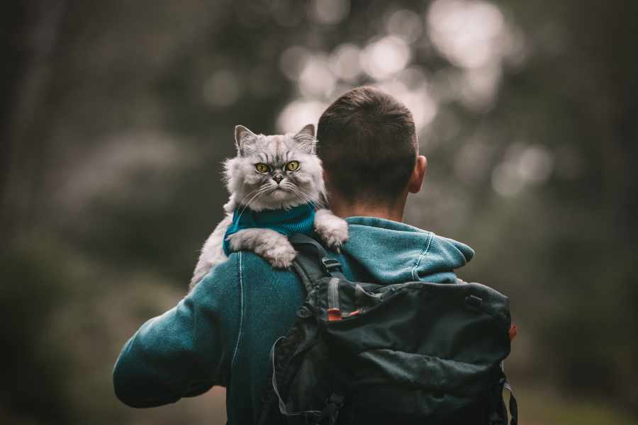 ¿Cuándo es el momento adecuado para empezar a pasear a tu gato