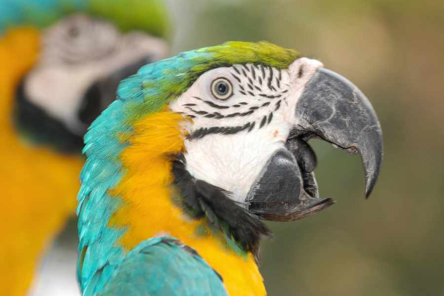 ¿Los loros nacen con la habilidad de hablar?