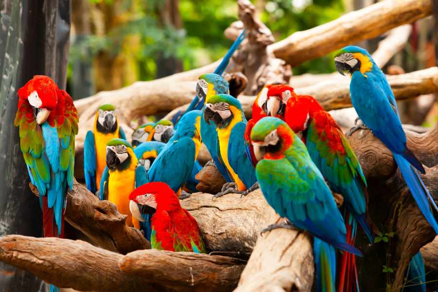 ¿Por qué algunos loros hablan mejor que otros?