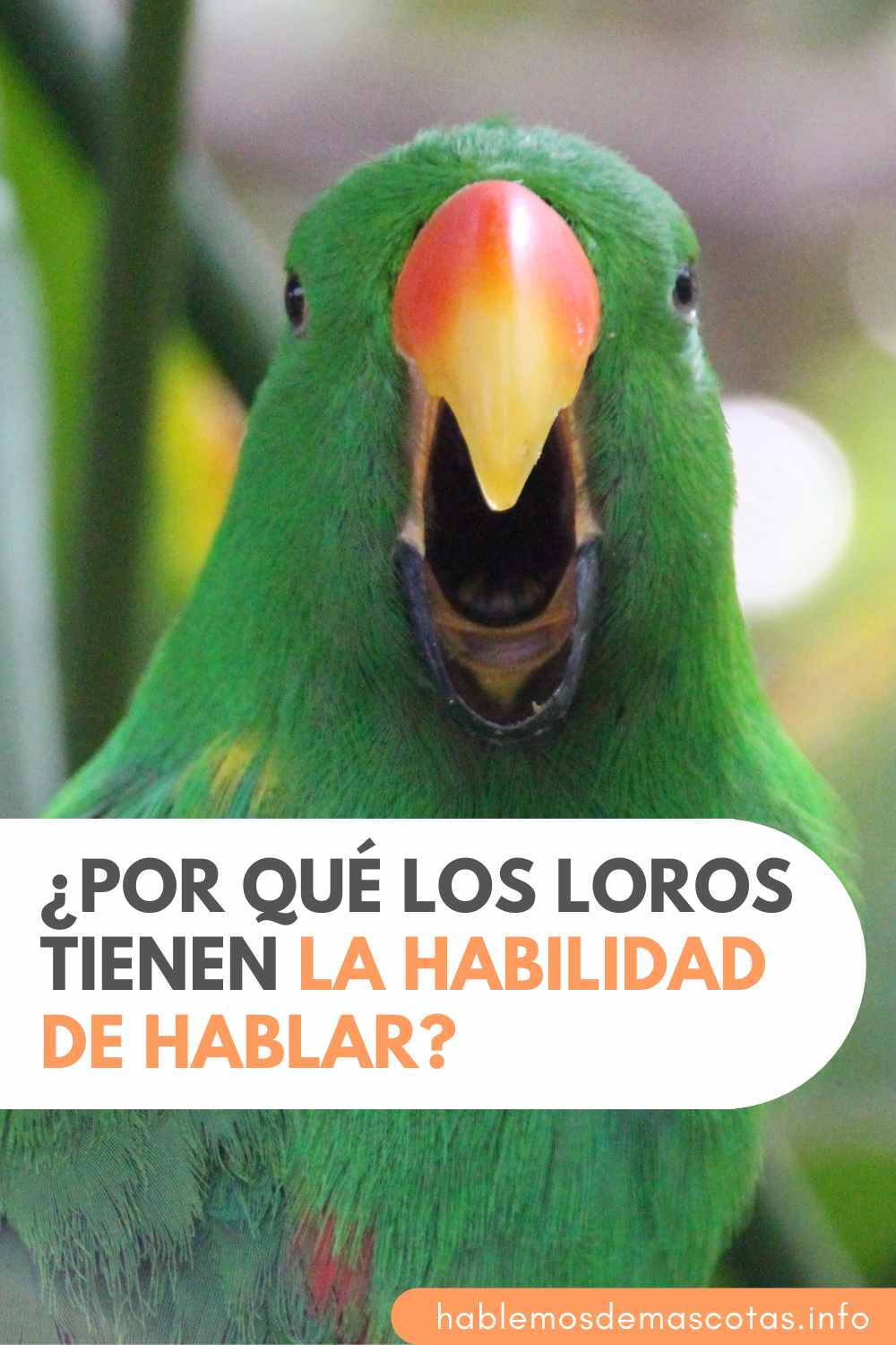 ¿Por qué los Loros Tienen la Habilidad de Hablar