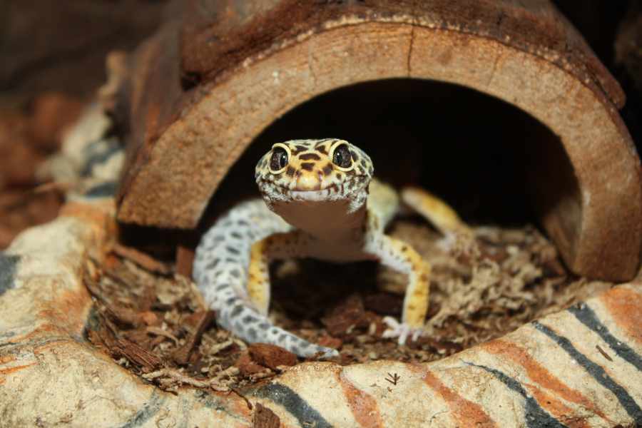 ¿Por qué los geckos pierden sus colas