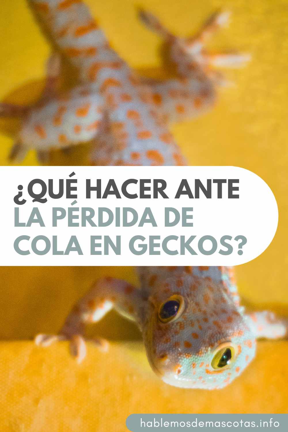 ¿Qué Hacer ante la Pérdida de Cola en Geckos