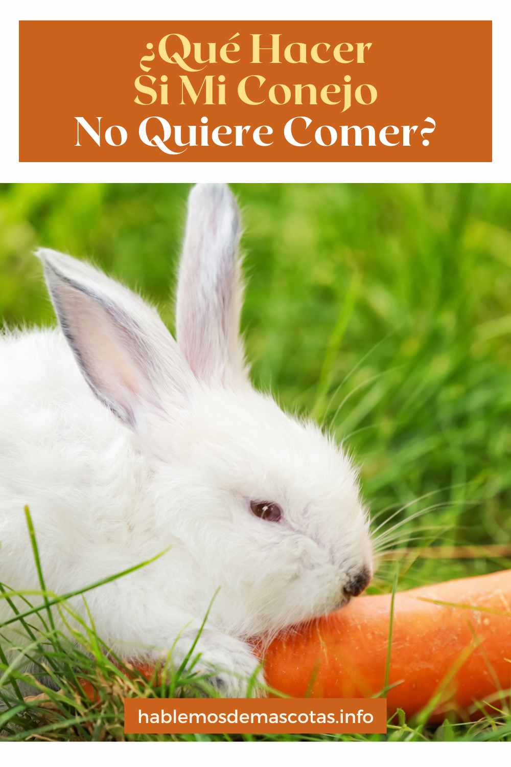 ¿Qué Hacer si Mi Conejo No Quiere Comer