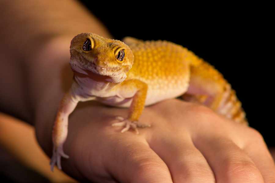 ¿Qué hacer si tu gecko pierde su cola