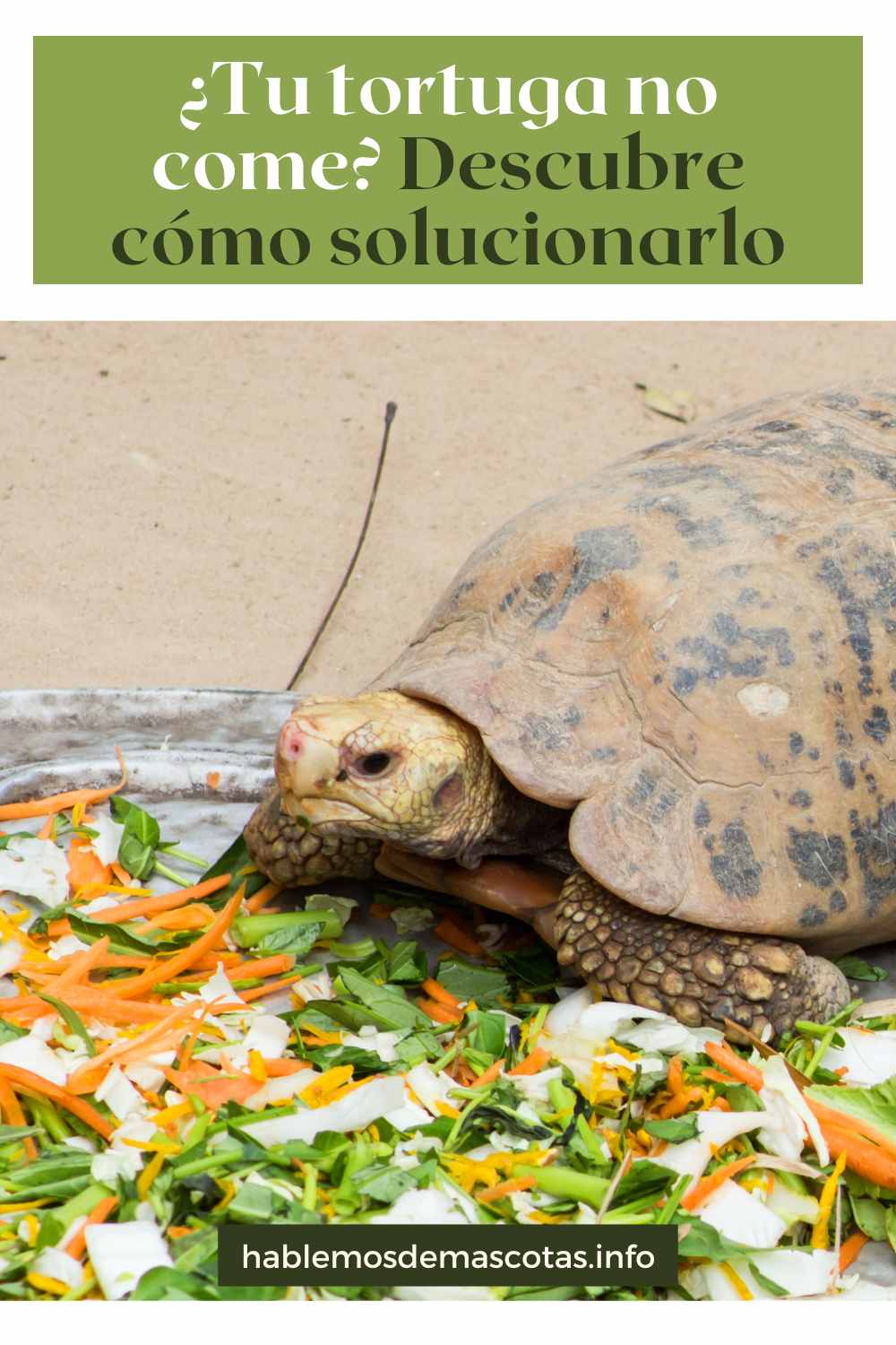 ¿Tu tortuga no come_ Descubre cómo solucionarlo