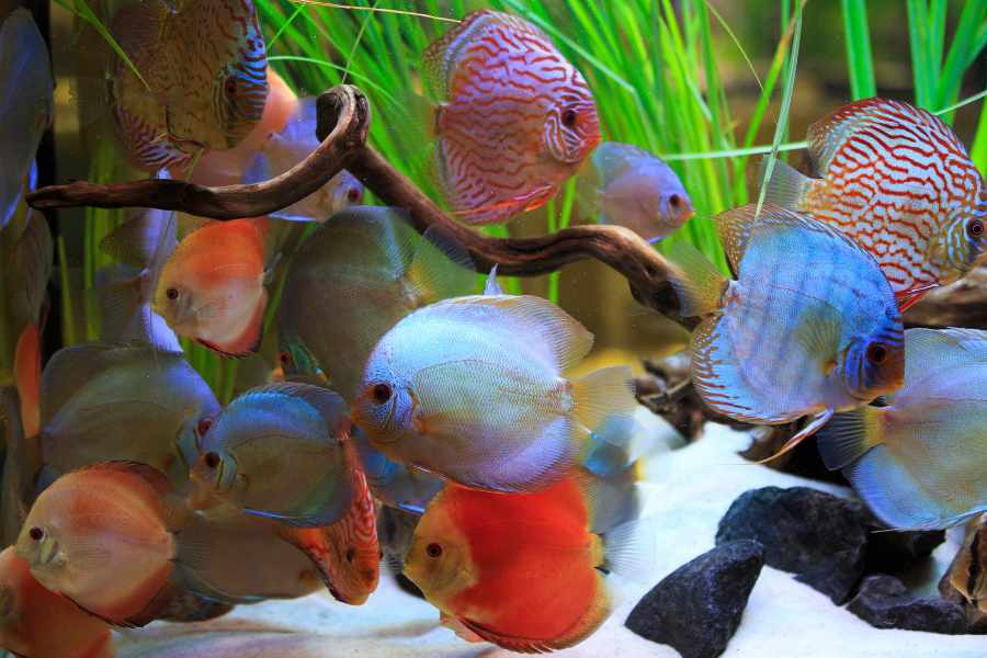 1. Considera el tamaño de tu acuario