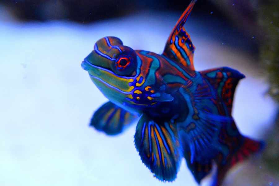 5. Conoce el comportamiento de cada especie