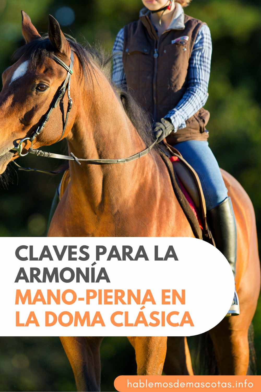 Claves para la Armonía Mano-Pierna en la Doma Clásica