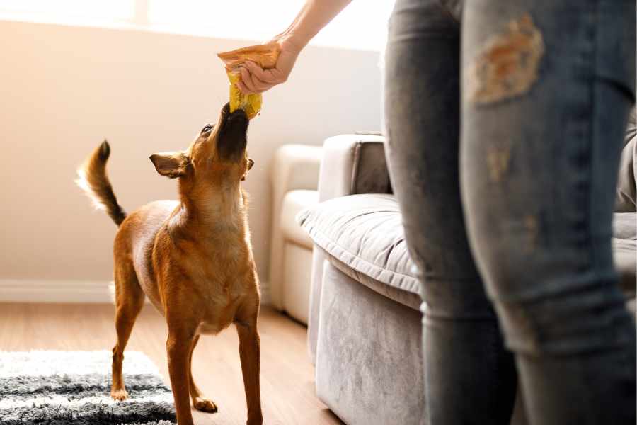 Consejos para Evitar que tu Perro Muerda Muebles y otros Objetos
