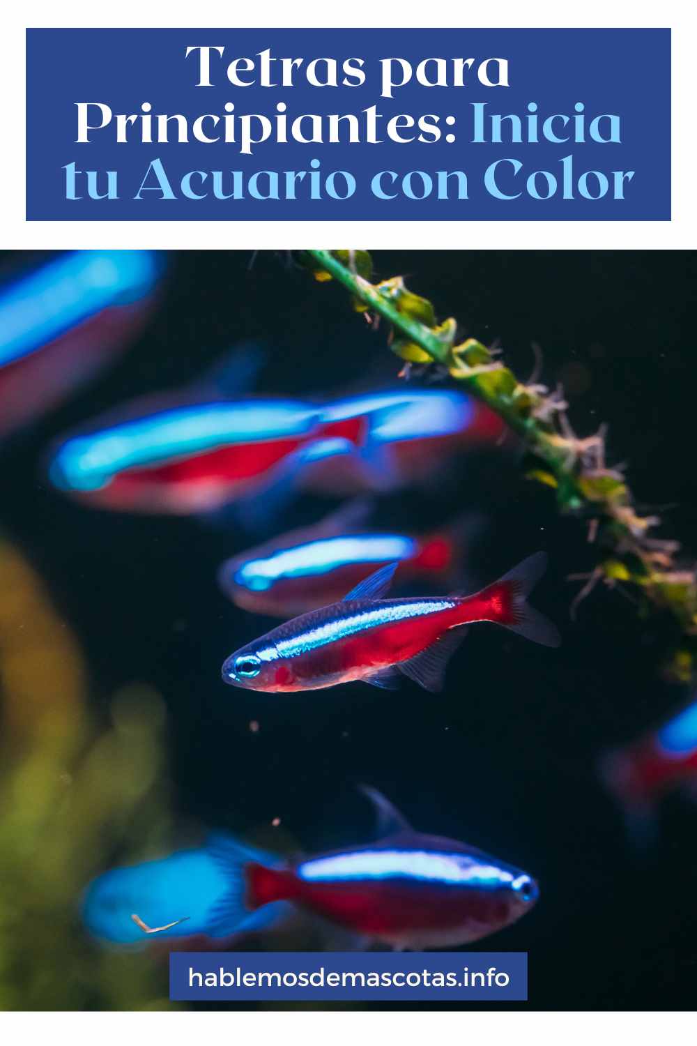 Tetras para Principiantes_ Inicia tu Acuario con Color