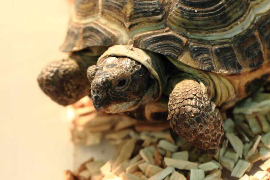 ¿Por qué mi tortuga no come