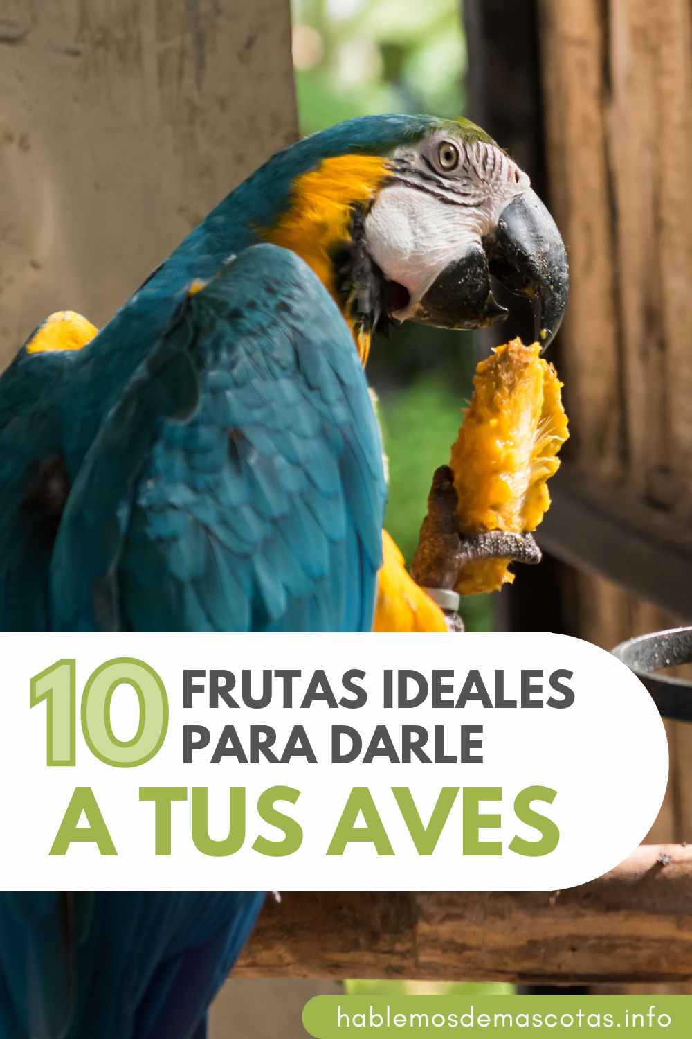 10 Frutas Ideales Para Darle a tus Aves