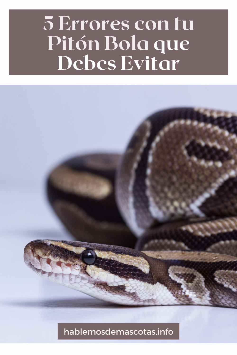 5 Errores con tu Pitón Bola que Debes Evitar
