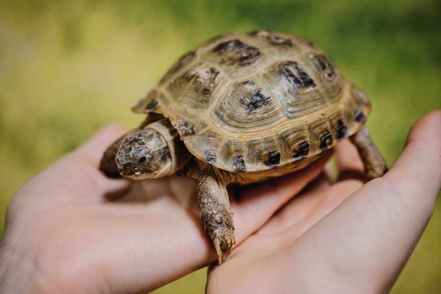 5 Errores de Principiante en el Cuidado de Tortugas