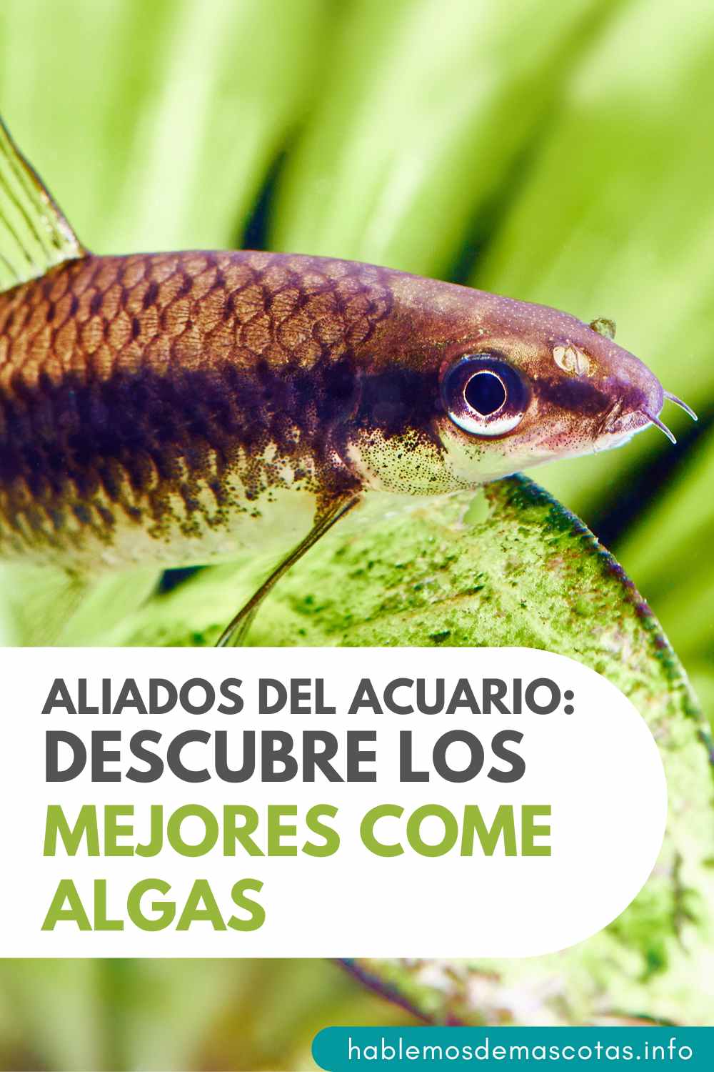 Aliados del Acuario_ Descubre los Mejores Come Algas