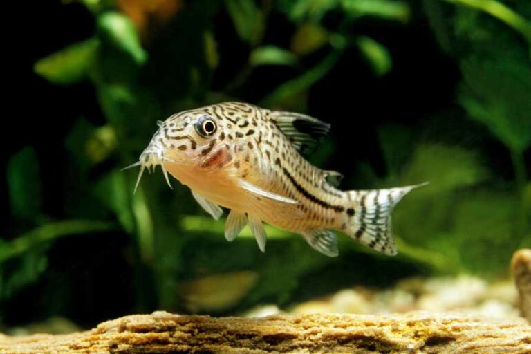 Corydoras - Pequeños Limpiadores del Acuario