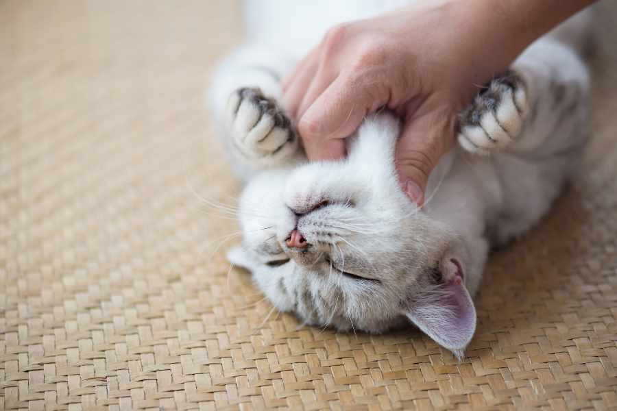 Cómo Fomentar un Ambiente Positivo para tu Gato