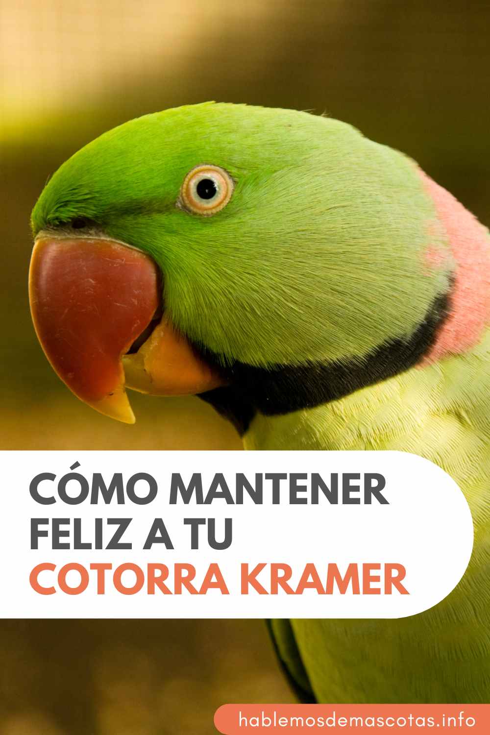 Cómo Mantener Feliz a tu Cotorra Kramer