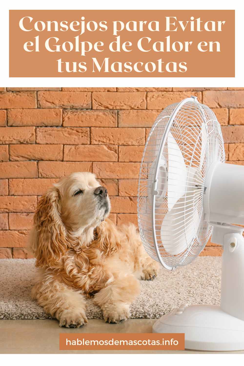 Consejos para Evitar el Golpe de Calor en tus Mascotas