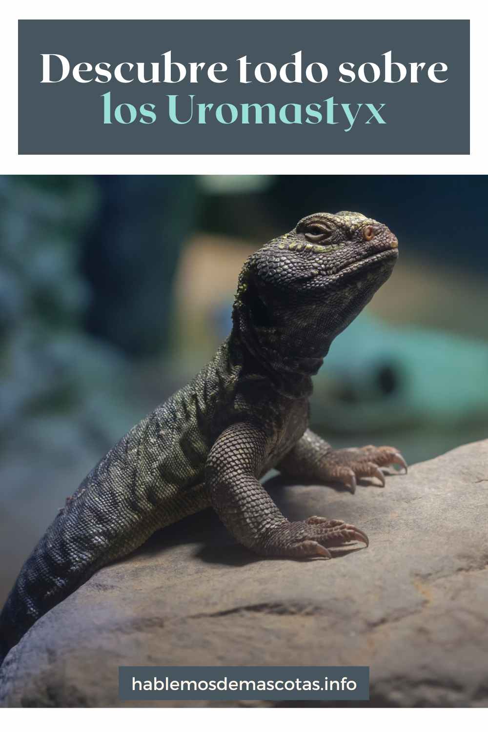 Descubre todo sobre los Uromastyx