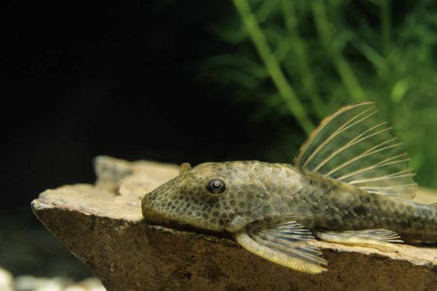 Desventajas de tener un Pleco