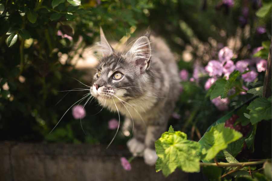El Gato Aventurero