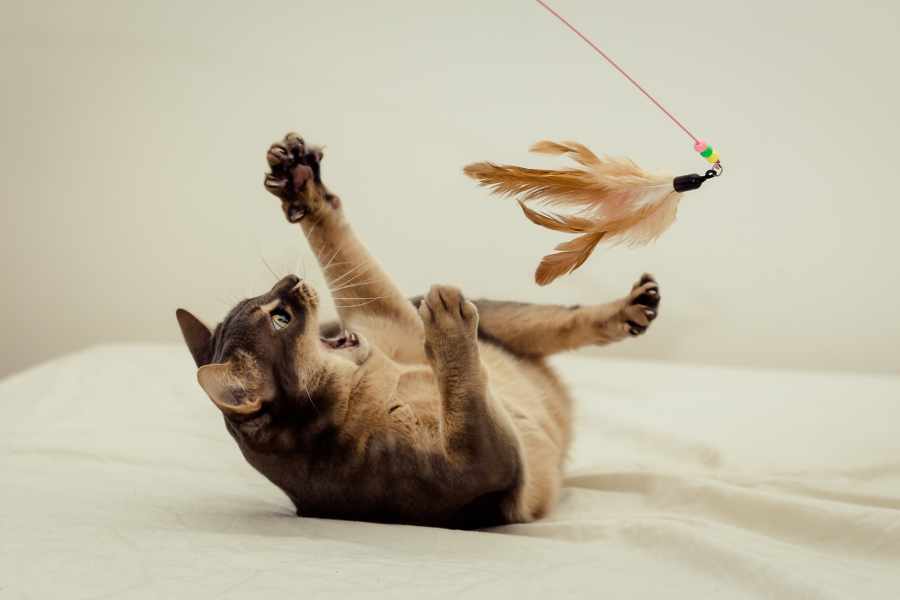 El Gato Juguetón
