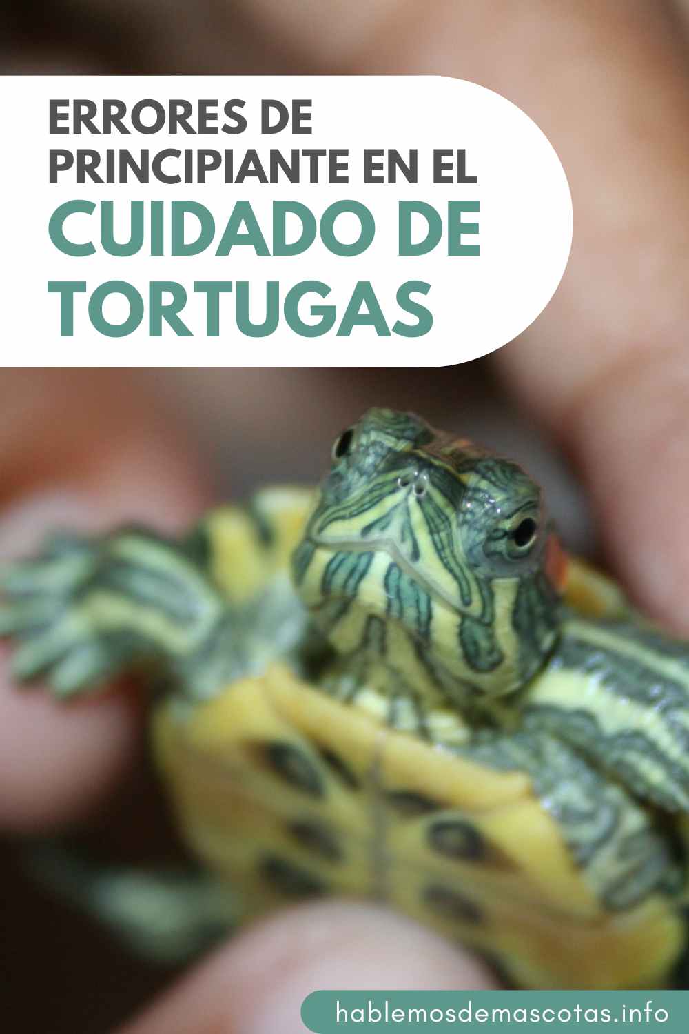 Errores de Principiante en el Cuidado de Tortugas