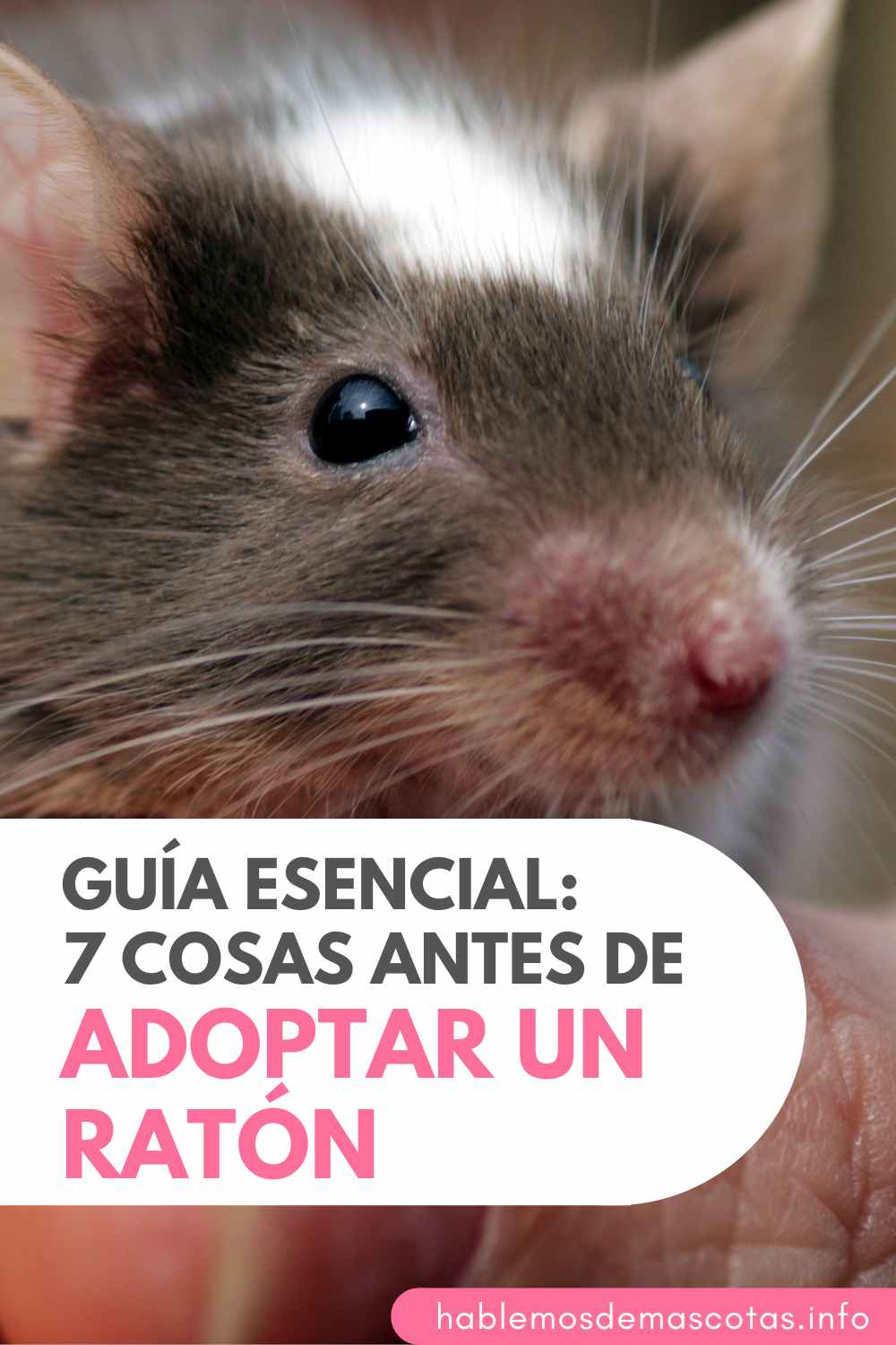Guía Esencial_ 7 Cosas Antes de Adoptar un Ratón