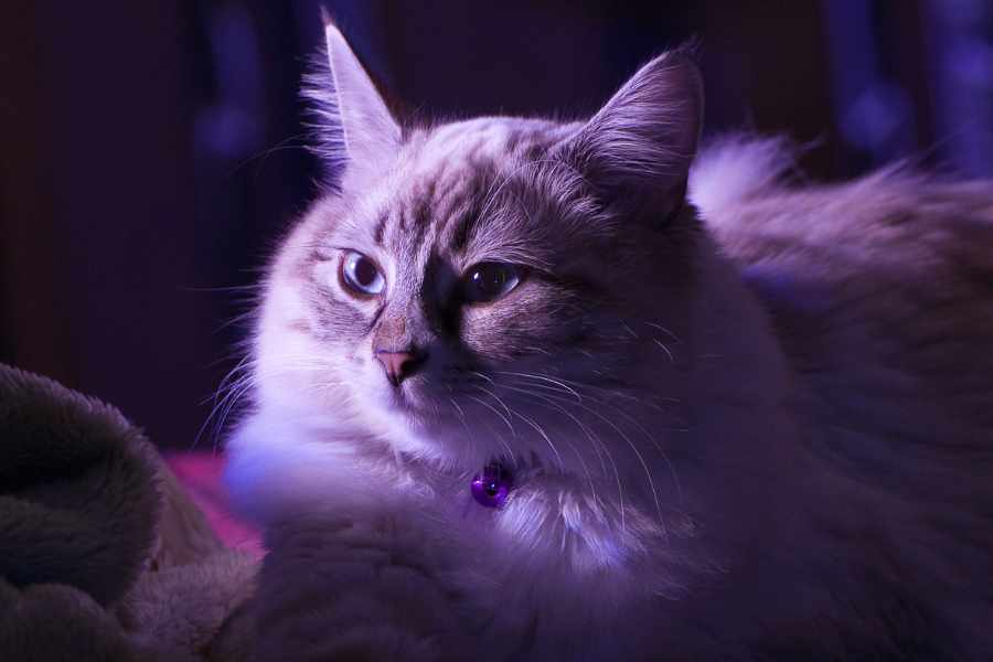 La Sensibilidad de los Gatos hacia los Cambios de Energía