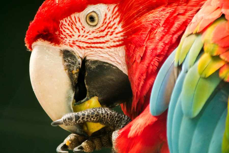 Listado de frutas aptas para aves