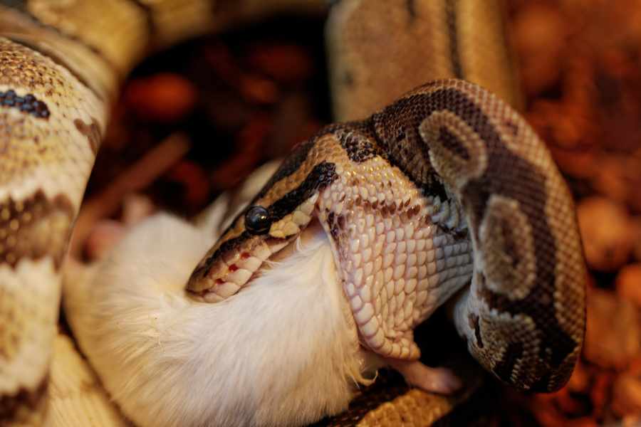 Manipular después de comer