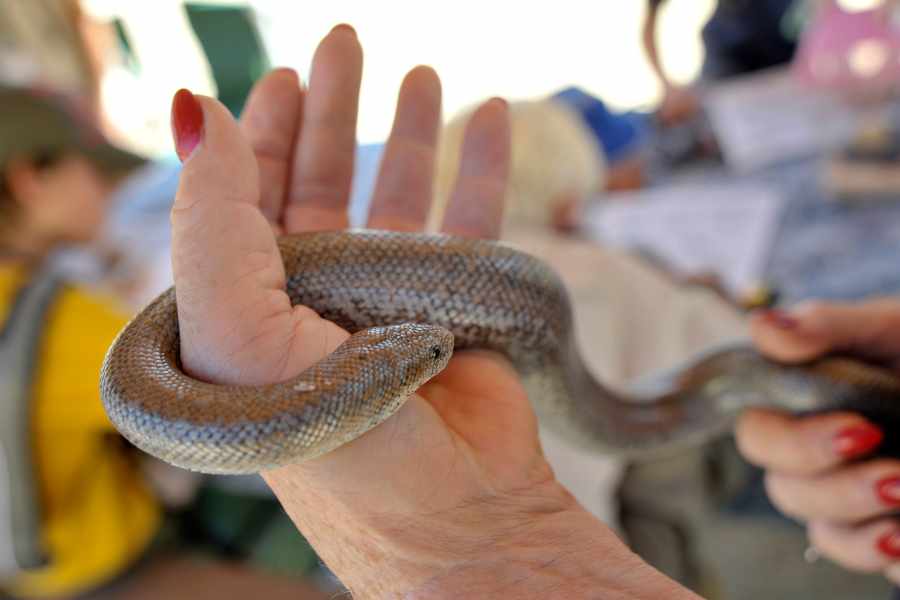 Métodos avanzados para saber si tu Serpiente es macho o hembra