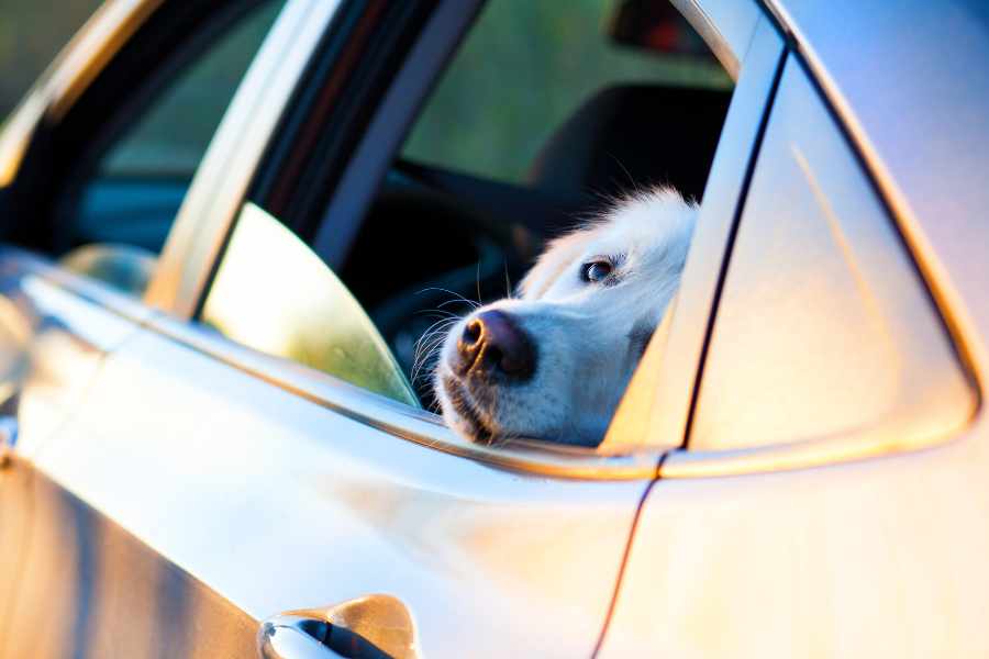 Nunca dejes a tu mascota en un vehículo estacionado