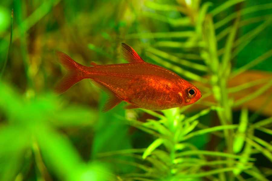 Tetra Llama (Hyphessobrycon erythrostigma)