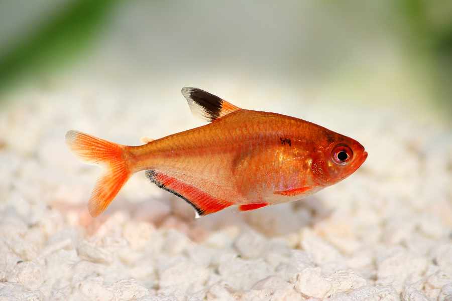 Tetra Serpae (Hyphessobrycon eques)
