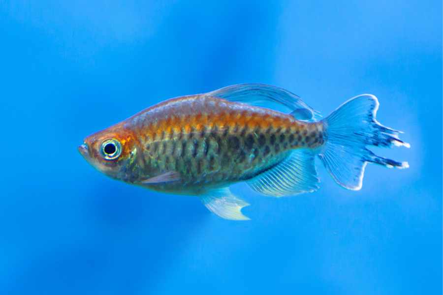 Tetra del Congo (Phenacogrammus interruptus)