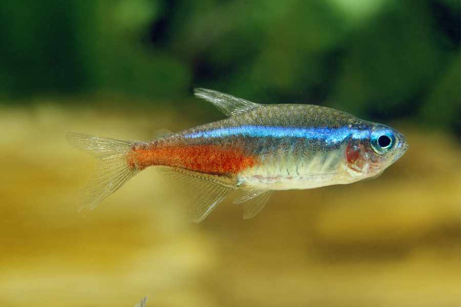 Tetra neón (Paracheirodon innesi)