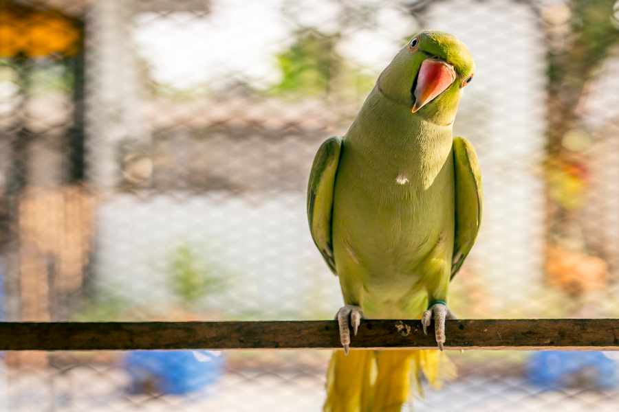 Todo sobre la Cotorra Kramer como Mascota