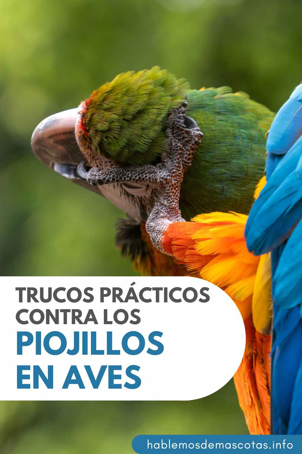 Trucos Prácticos contra los Piojillos en Aves