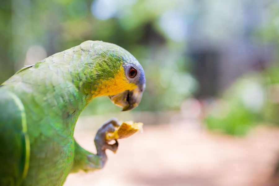 Trucos para animar a las aves a comer frutas