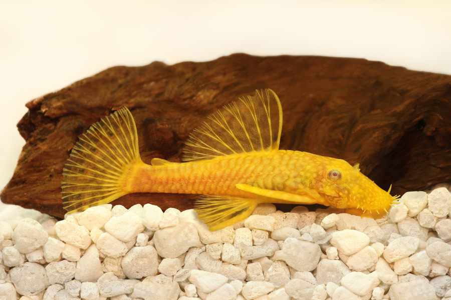 Ventajas de tener un Pleco
