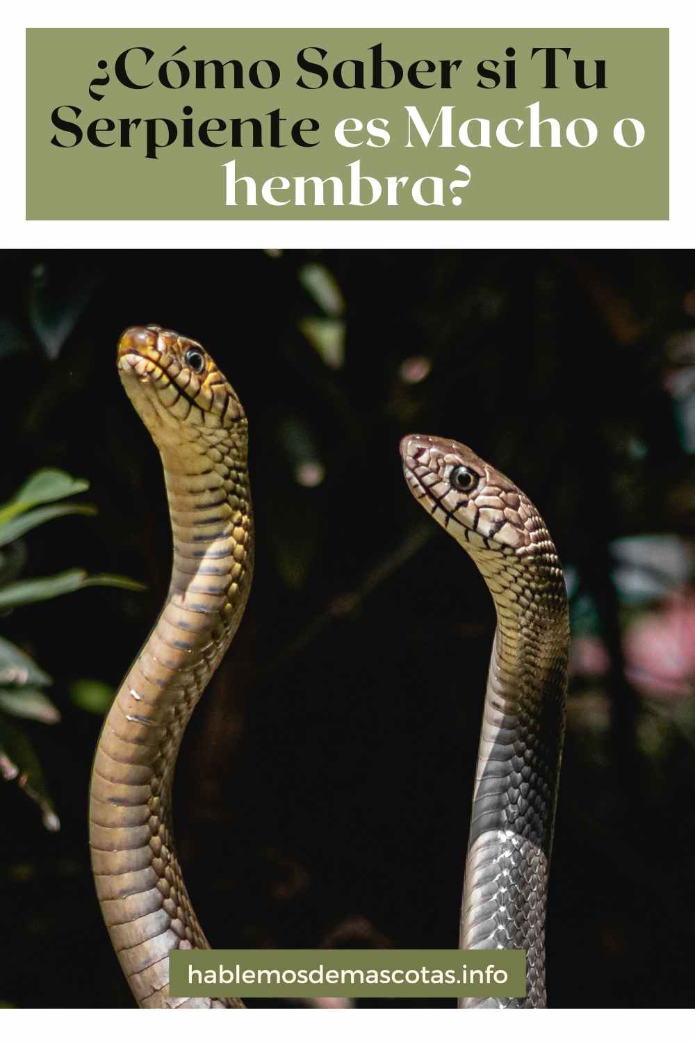 ¿Cómo Saber si Tu Serpiente es Macho o hembra