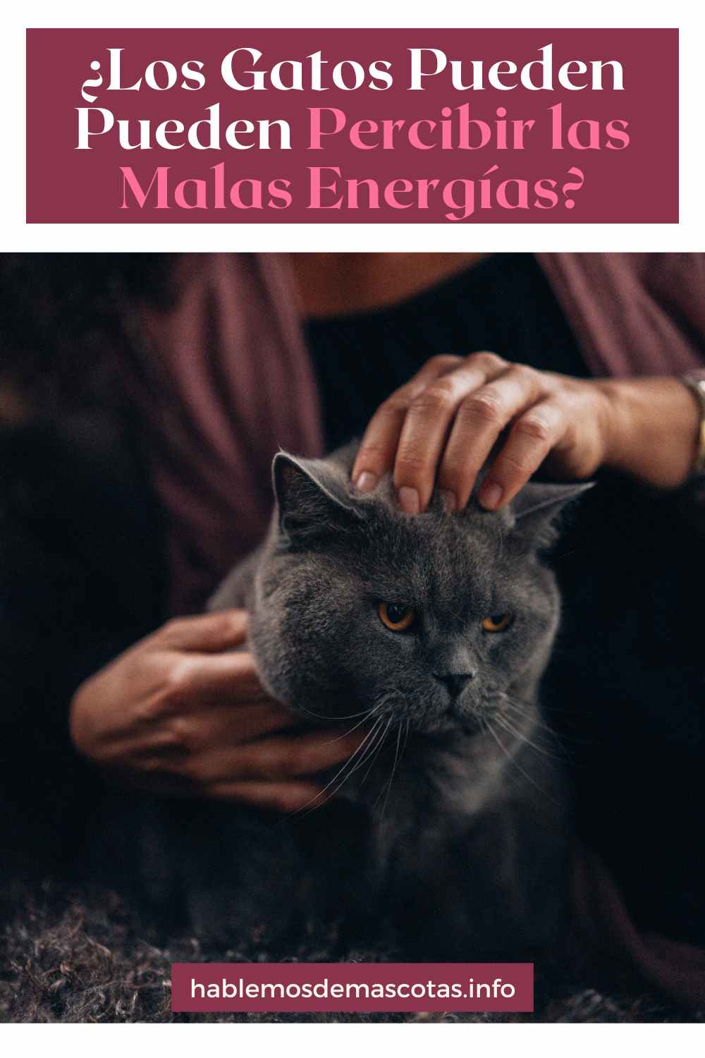 ¿Los Gatos Pueden Pueden Percibir las Malas Energías