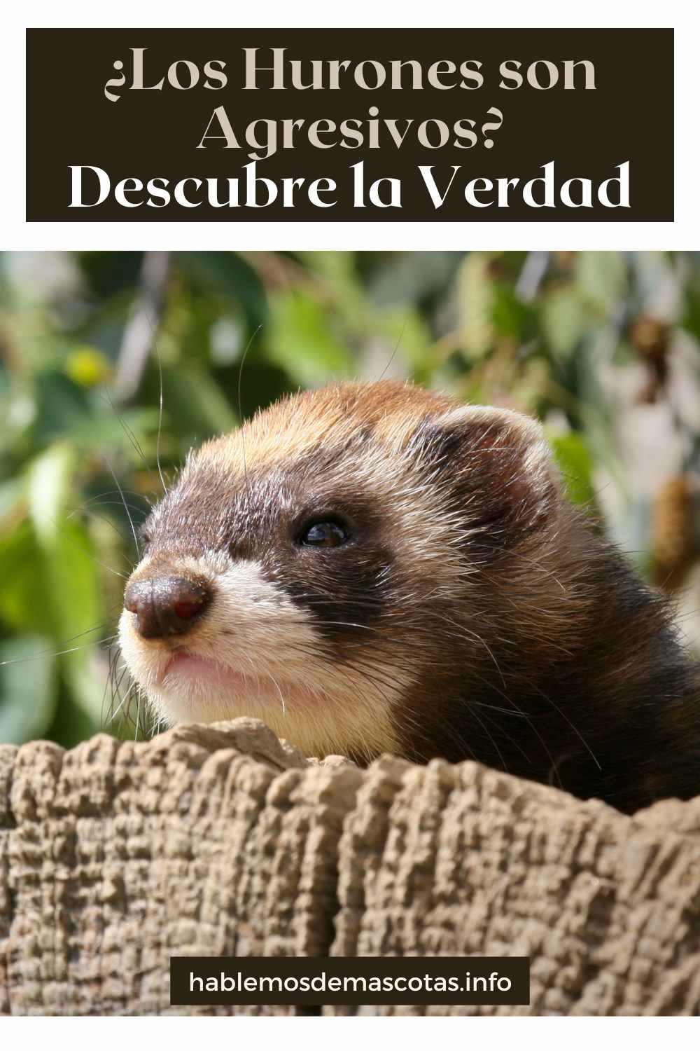 ¿Los Hurones son Agresivos_ - Descubre la Verdad