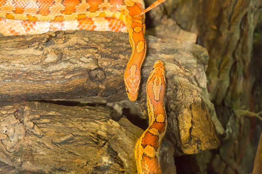 ¿Tu Serpiente es Macho o hembra_ - Claves para Descubrirlo