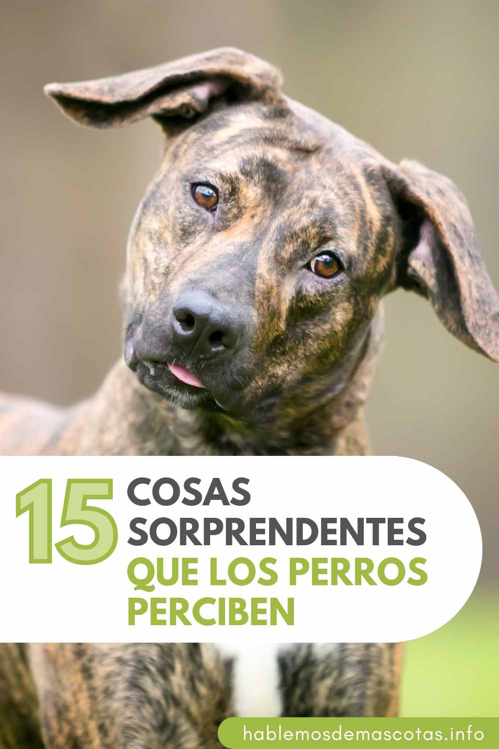 15 Cosas Sorprendentes que los Perros Perciben